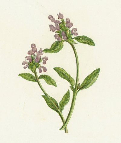 Gemeine Braunelle, Prunella Vulgaris von English School